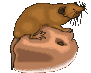 animale annusa.gif
